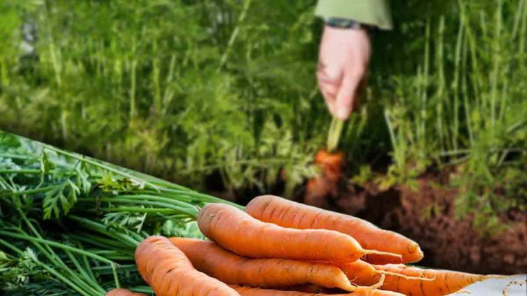 Réussir la culture de la carotte